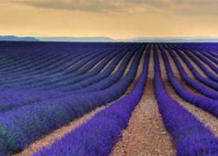 8 Fakta Manfaat Lavender: Keajaiban dari Tanaman Aromaterapi yang Menenangkan