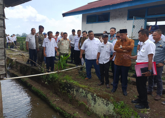 Pemkab Lahat Siapkan Benih Ikan untuk Suplai Makan Bergizi Gratis, Bupati Tinjau Balai Benih Kota Agung