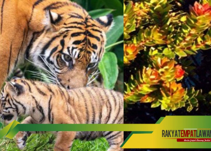 Misteri Gunung Dempo: Pohon Kayu Panjang Umur dan Kehadiran Siluman Manusia Harimau