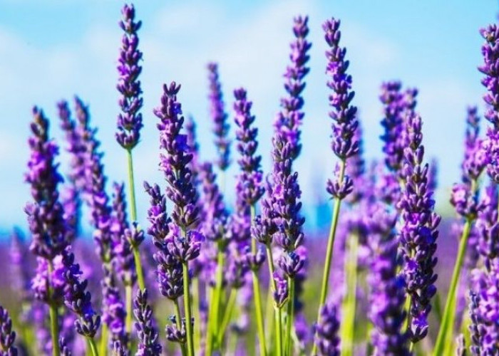 Tahukah Kamu, 4 Daerah Ini Penghasil Lavender Lho