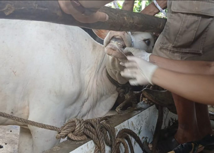 Dinas TPHP Muba Sidak Hewan Kurban Jelang Iduladha, Temukan Satu Kasus Belum Cukup Umur