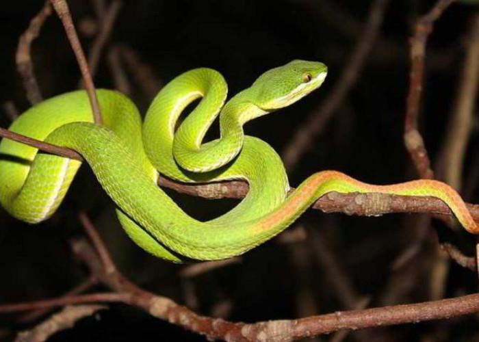 Mengenal Ular Viper Pohon Hijau, Ular Berbisa Khas Indonesia