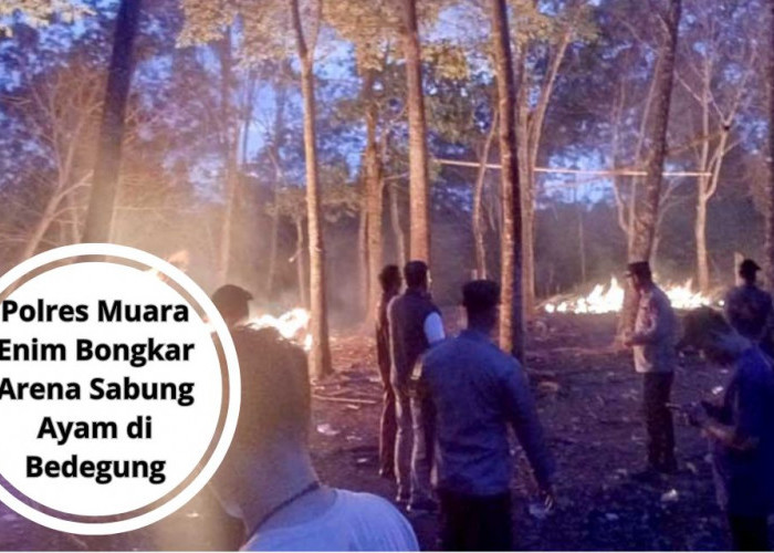 Polres Muara Enim Bongkar Arena Sabung Ayam di Bedegung