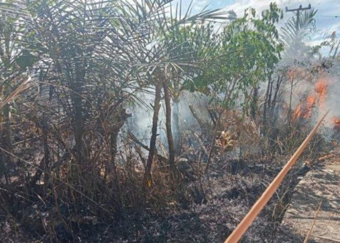 Kebakaran Lahan di Tanjung Kupang Hanguskan 1 Hektare di Awal Musim Kemarau