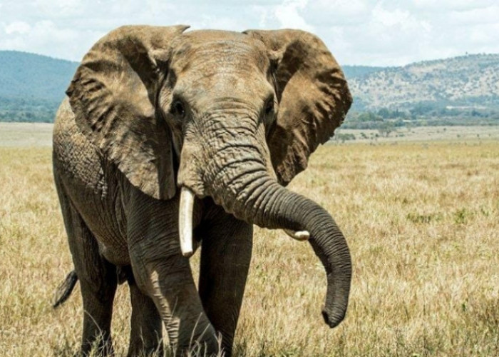 Gajah Afrika, Raksasa yang Penuh Keunikan