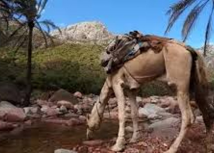 Ini Misteri Pulau Socotra, 5 Fakta Unik dan Klaim Terkait Dajjal