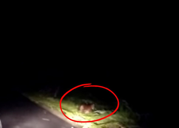 Viral! Penampakan Harimau Sumatera Kagetkan Pengendara Mobil, Cek Link Videonya di Sini