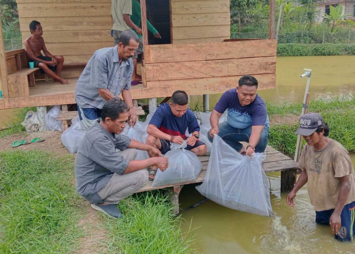 Program Ketahanan Pangan Desa Suka Mulya Fokus Budidaya Ikan Lele