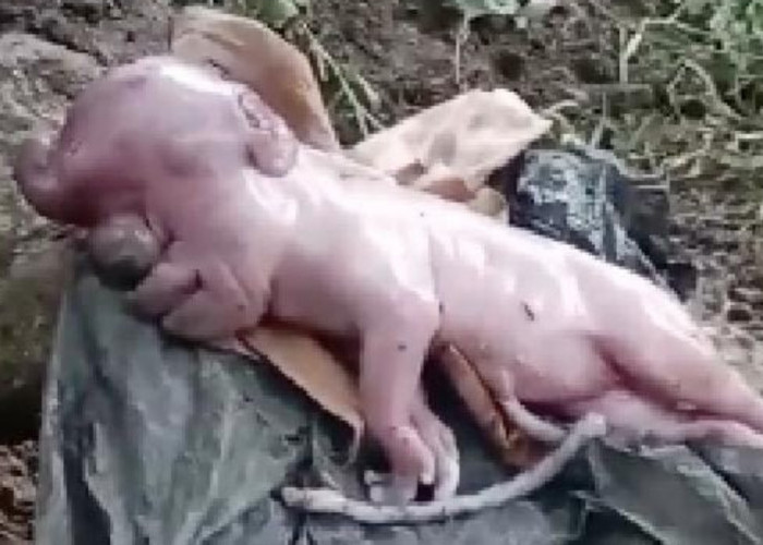 Anak Babi Langka dengan Wajah Mirip Manusia, Meninggal Setelah Lima Menit Kelahiran di Manggarai Barat, NTT