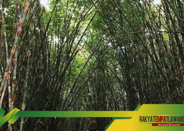 Mengungkap Misteri Hutan Bambu Pengger: Tempat Terlarang di Desa Kubu, Karangasem