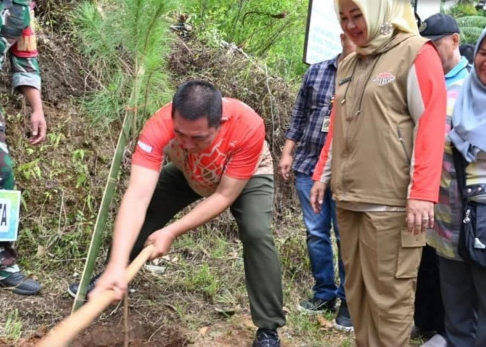 Pemkot Pagar Alam Tanam 1 Juta Pohon Pinus, Komitmen Wujudkan Kota Wisata Ramah Lingkungan