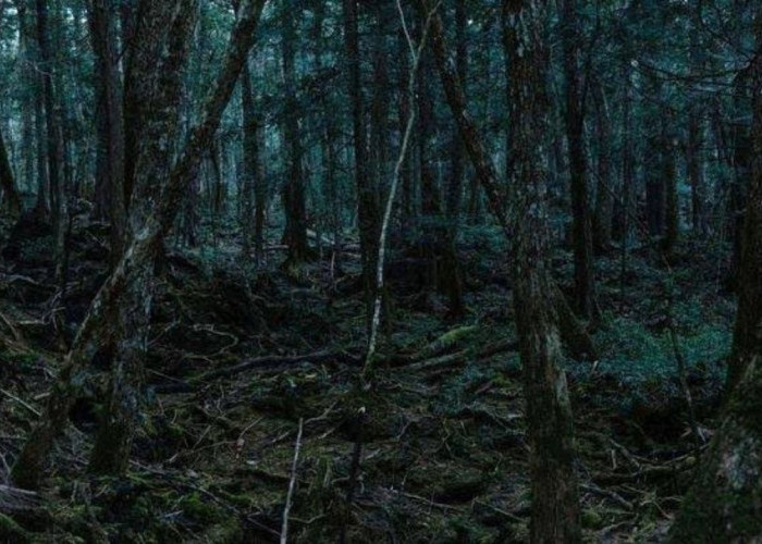 Kisah Mistis Hutan Sungai Bening: Mengungkap Misteri Alam yang Memikat