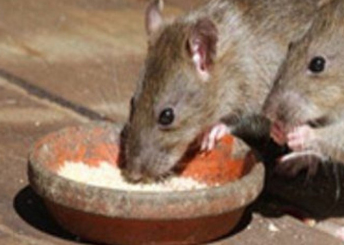 Rumah Aman Selamanya: Mengusir Tikus dengan Ramuan Sembako dan Rokok