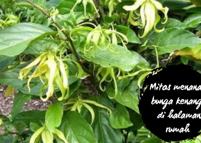 Jangan Dianggap Remah: 5 Mitos Kejawen Saat Menanam Bunga Kenanga di Depan Rumah 
