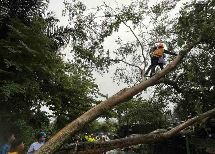 Waspada! Banjir dan Longsor Ancam OKU, Pohon Roboh dan Listrik Padam