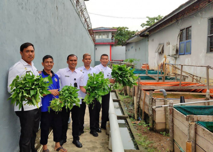 Lapas Sekayu Panen Kangkung, Wujudkan Kemandirian dan Pembinaan Berkelanjutan Warga Binaan