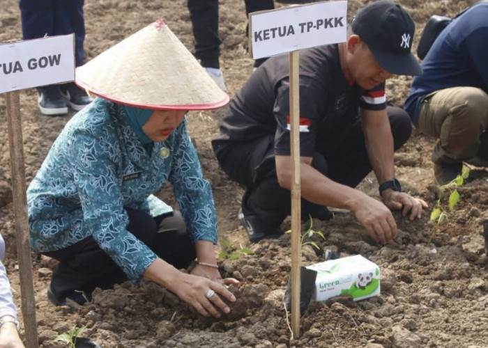 Ketua TP PKK Empat Lawang Ajak Warga Mandiri Pangan Lewat Gerakan Menanam Cabe