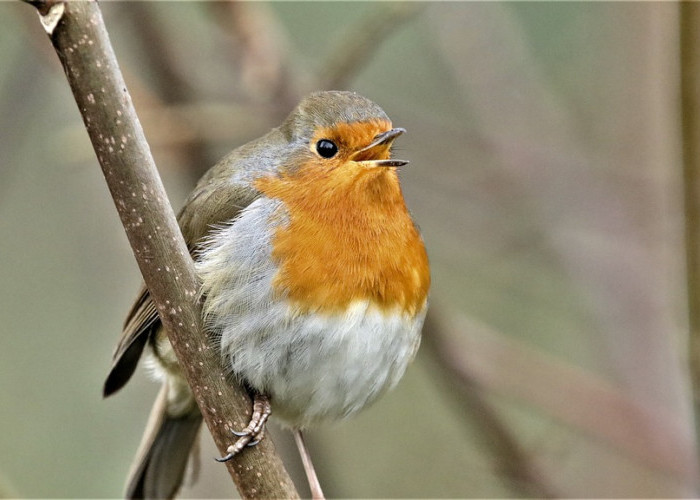 Mengapa Burung Robin Merah Mendominasi Taman di Inggris?