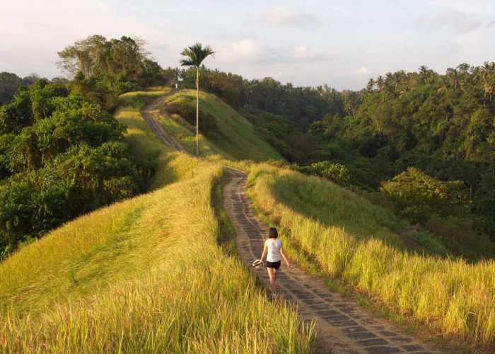 Menjelajahi Keindahan Alam Bali di Bukit Campuhan: Tempat Wisata yang Memikat Hatimu