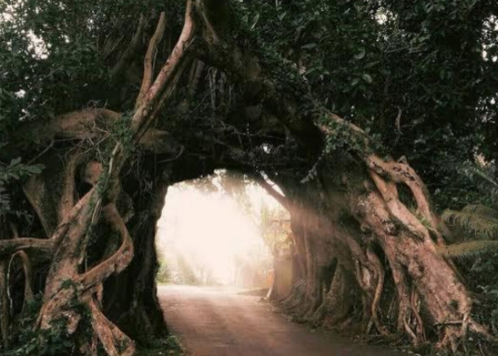 Pohon Bunut Bolong di Bali, Keajaiban Alam dan Mitos yang Menyertainya