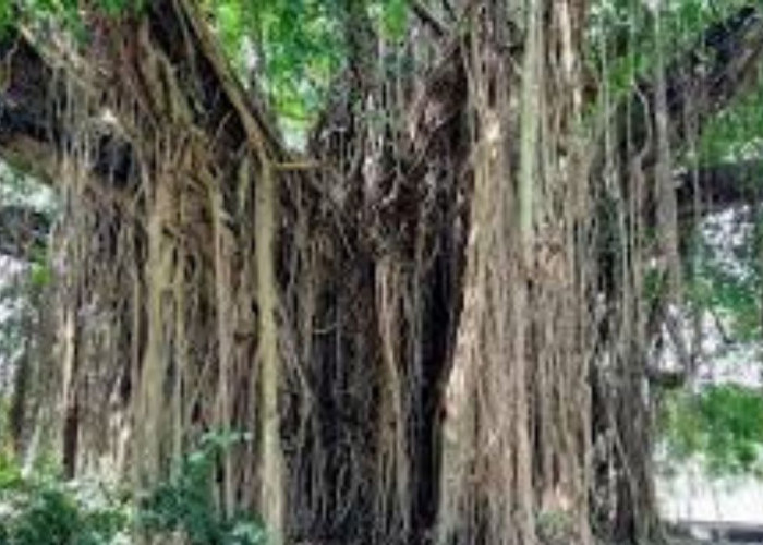 Mengungkap Mitos Pohon-pohon Di Indonesia Yang Sering Di Huni Makhluk Gaib 