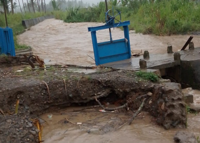 Banjir Terjang Paiker Empat Lawang! Puluhan Hektare Sawah Hancur, Bendungan Jebol, Warga Terendam Air Selutut