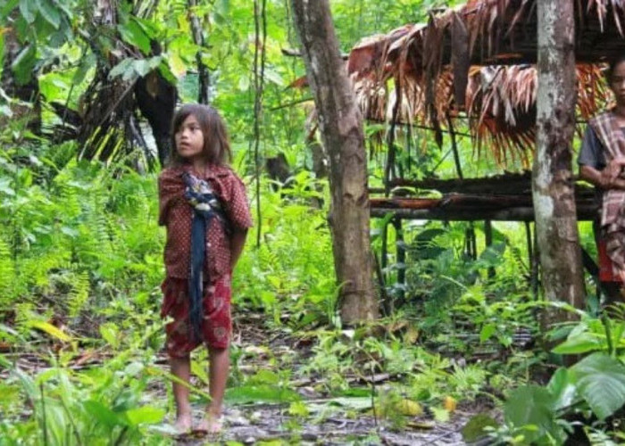 Misteri Pembunuhan Berantai di Hutan Halmahera Perjalanan Ke Dalam Dunia Suku Togutil 