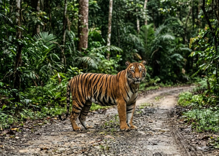 Kisah Jakuk dan Harimau di Jalan Hutan Tebing Tinggi