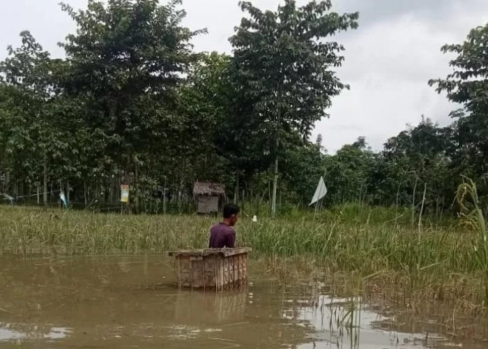 Ratusan Hektare Sawah di PALI Terendam Banjir, Petani Terancam Gagal Panen