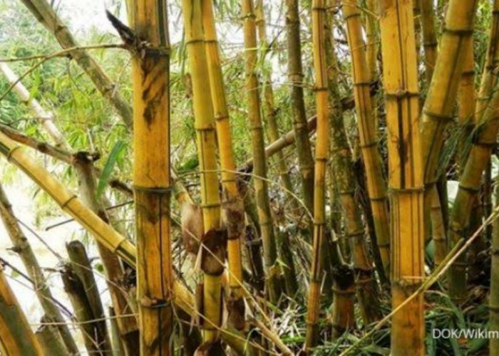 Ada 5 Misteri Pohon Bambu Kuning, Simbolisme dan Kepercayaan yang Membungkusnya