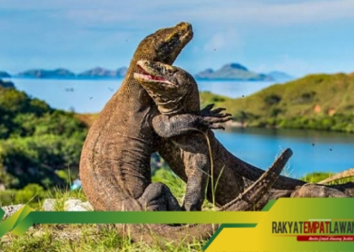 Petualangan di Pulau Komodo, Habitat Sang Naga Purba