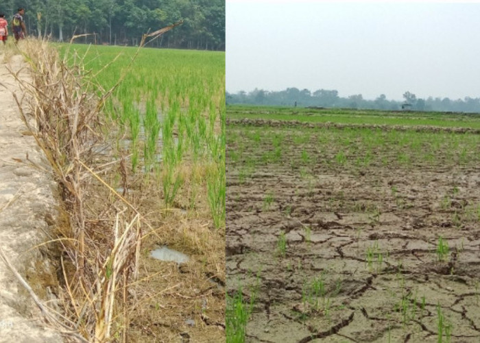 Kemarau Panjang Ancam Puluhan Hektare Sawah di Tanjung Kupang Baru Gagal Panen
