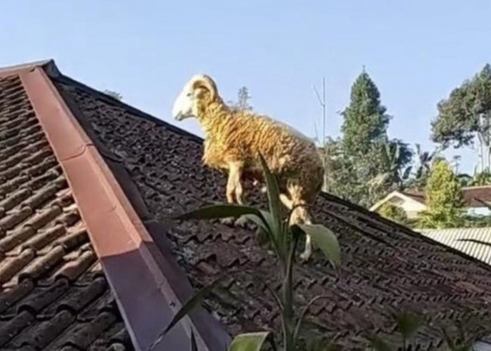 Domba Kabur ke Atap Rumah di Kampung Bongas, Hebohkan Warga