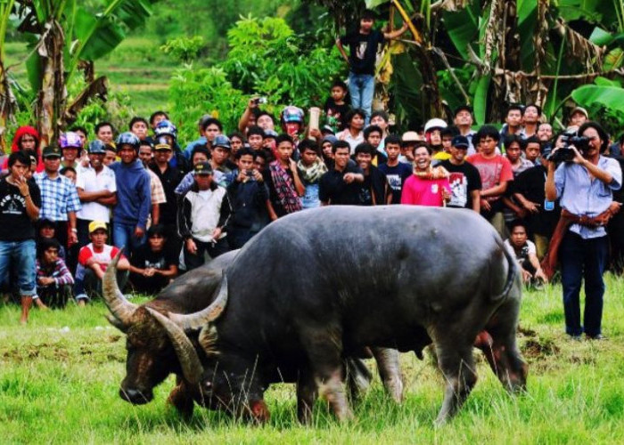 Mapasilaga Tedong, Tradisi Unik Adu Kerbau di Tana Toraja