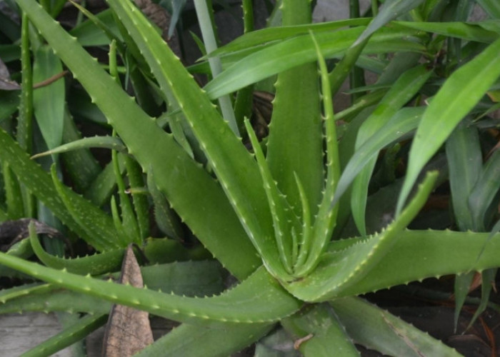 Manfaat Luar Biasa Lidah Buaya (Aloe vera) untuk Kesehatan dan Kecantikan