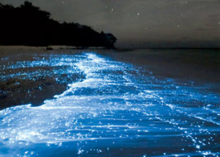 Fenomena Bioluminesensi: Keindahan Cahaya Alam yang Langka