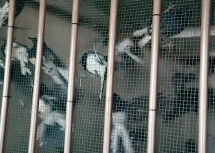 Gagalkan Penyelundupan Dini Hari, Karantina Kalbar Amankan 705 Ekor Burung Ilegal