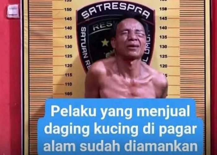 Polisi Pagar Alam Tangkap Penjual Daging Kucing, Akui Sembelih 100 Ekor