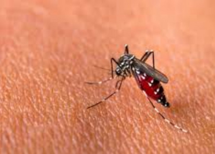 Penemuan Revolusioner Ilmuwan China: Bakteri Penghambat Virus Dengue pada Nyamuk