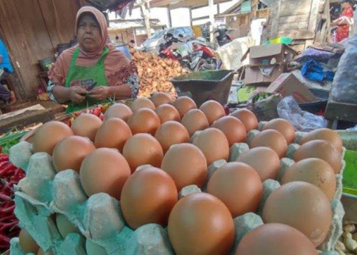 Produksi Telur Ayam di Palembang Terganggu Akibat Cuaca Ekstrem