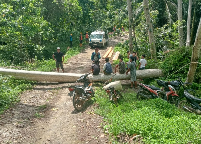 Tragis! Angin Kencang Tumbangkan Pohon, Dua Petugas PLN Alami Kecelakaan Kerja di Pesisir Utara