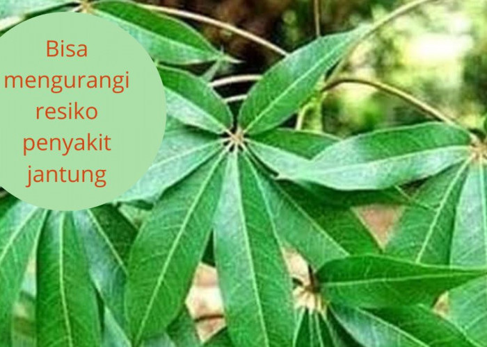 Bagaimaba Cara Mengurangi Resiko Penyakit Jantung Bisa dengan Daun Kapuk Simak Disini