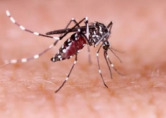 Kemenkes RI Meluncurkan Program Penanggulangan DBD dengan Penyebaran Nyamuk Wolbachia di Lima Kota