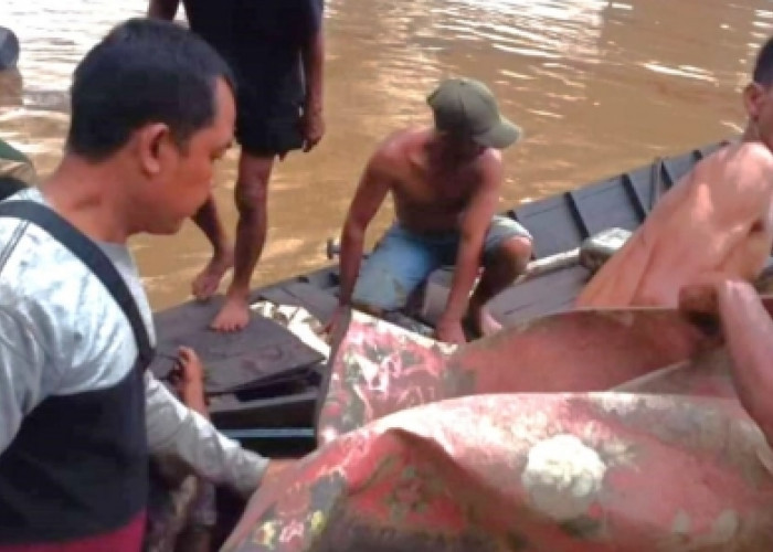 Tragedi Serangan Buaya di Sungai Parung Dawas, Satu Warga Tewas