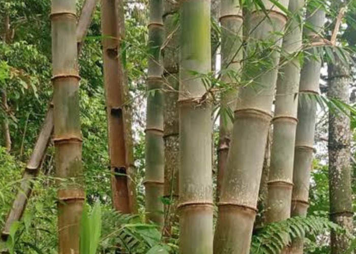 Mengatasi Pertumbuhan Pohon Bambu yang Mengganggu, Berikut Metode Pemusnahan yang Efektif