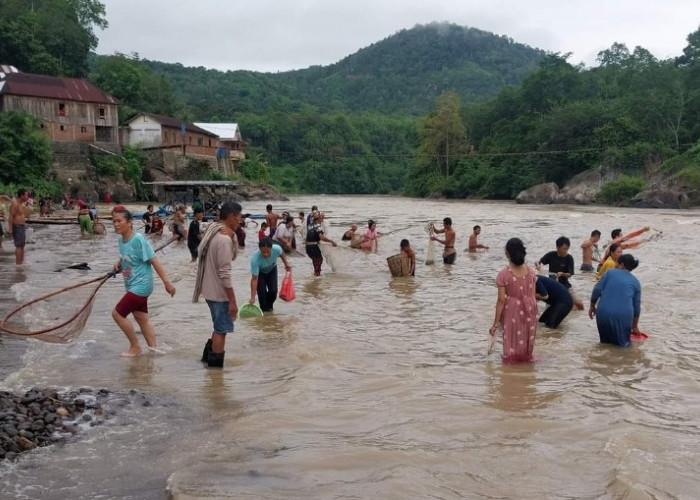 Warga Empat Lawang Berbondong-Bondong Menangkap Ikan Mabuk di Sungai Musi Ketubean 