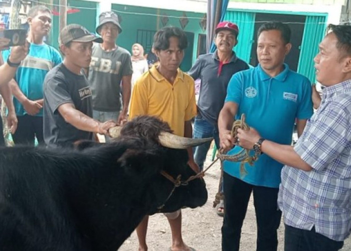 Dukungan Mengalir, 5 Ekor Sapi Disumbangkan Masyarakat untuk Buka Puasa Bersama JM-FAI 