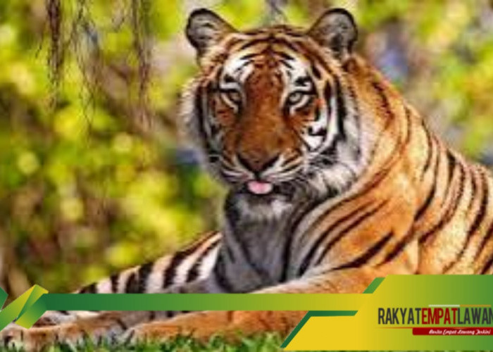 Inyiak Balang: Harimau Penjaga dan Legenda Masyarakat Minangkabau