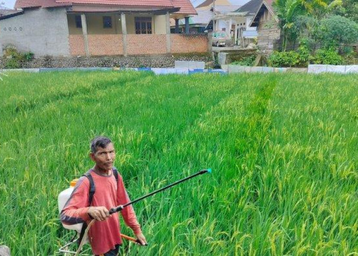 Petani Lubuklinggau Sambut Musim Panen dengan Optimisme Meski Dihantui Hama