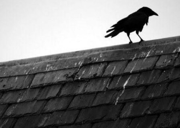 Mitos Burung Gagak di Atas Rumah: Antara Kepercayaan dan Realitas